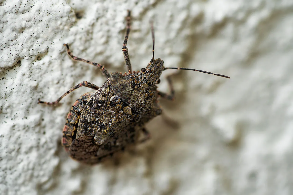 stink bug