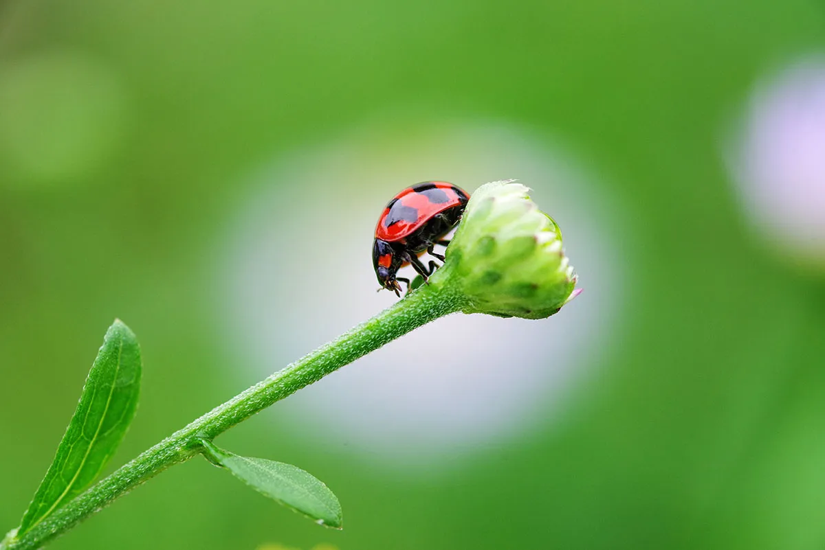 a ladybug

