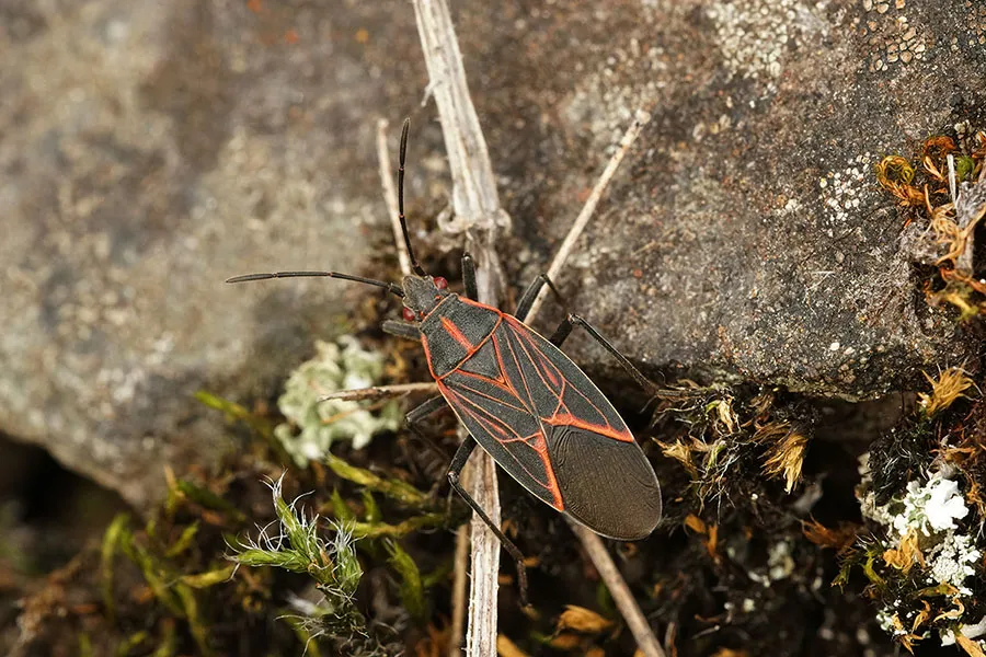 box elder bug