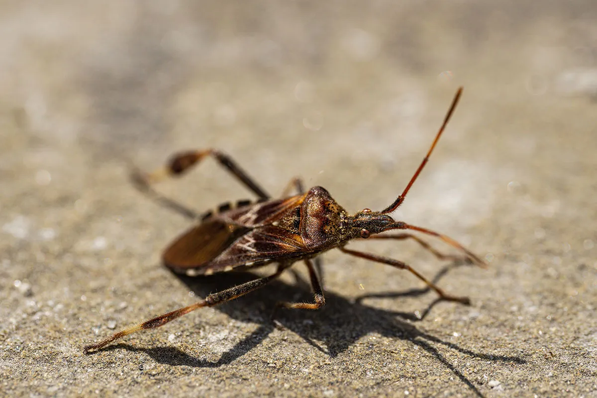 Western conifer seed bug
